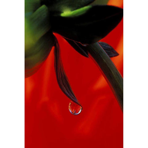Red dahlia in a dew drop Gold Ornate Wood Framed Art Print with Double Matting by Kirkland, Dennis