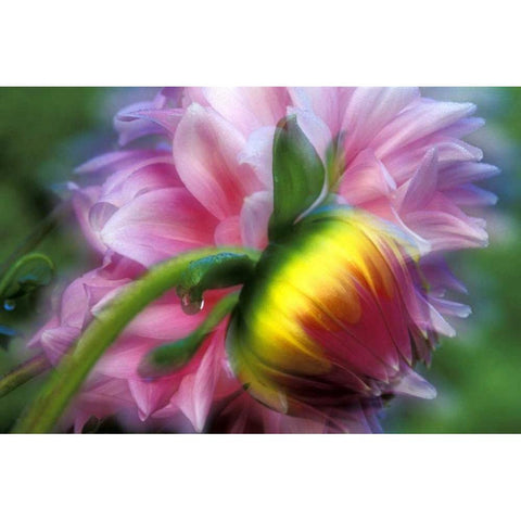 Abstract of dahlia and bud White Modern Wood Framed Art Print by Kirkland, Dennis