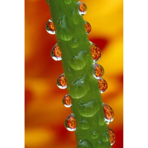 Flowers reflected in dew drops on dahlia stem Black Modern Wood Framed Art Print by Kirkland, Dennis