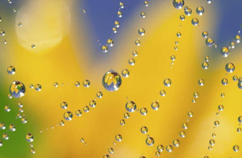 Web with dew reflecting black-eyed Susan flower Black Ornate Wood Framed Art Print with Double Matting by Satushek, Steve