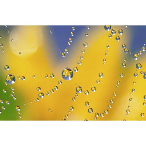 Web with dew reflecting black-eyed Susan flower Gold Ornate Wood Framed Art Print with Double Matting by Satushek, Steve