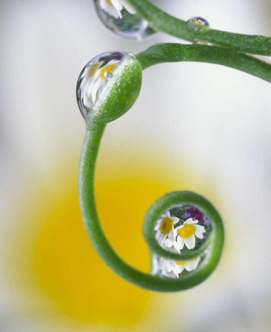 Dew on pea tendril reflecting daisy flowers Black Ornate Wood Framed Art Print with Double Matting by Satushek, Steve
