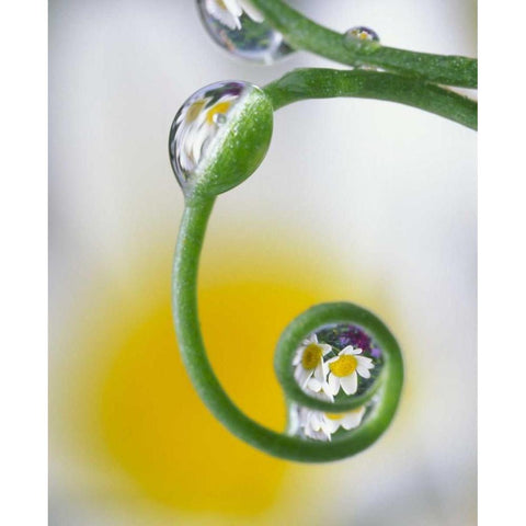 Dew on pea tendril reflecting daisy flowers Gold Ornate Wood Framed Art Print with Double Matting by Satushek, Steve