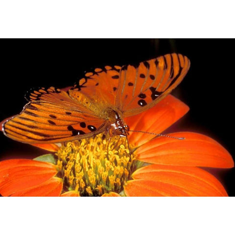 Captive gulf fritillary butterfly on flower Black Modern Wood Framed Art Print with Double Matting by Welling, Dave