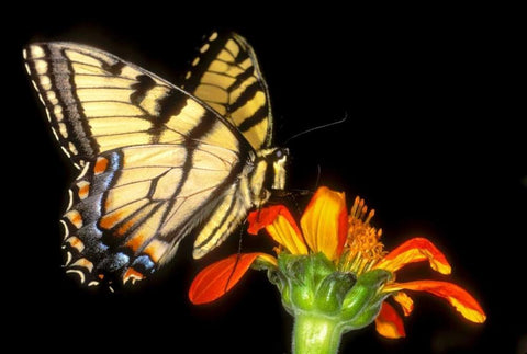 Western tiger swallowtail butterfly on flower White Modern Wood Framed Art Print with Double Matting by Welling, Dave