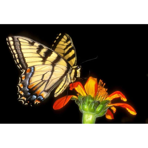 Western tiger swallowtail butterfly on flower Black Modern Wood Framed Art Print by Welling, Dave