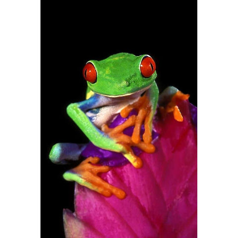 Captive red-eyed tree frog on bromeliad flower Black Modern Wood Framed Art Print with Double Matting by Welling, Dave