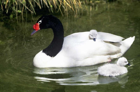 Black-necked swan adult and cygnets in water White Modern Wood Framed Art Print with Double Matting by Welling, Dave
