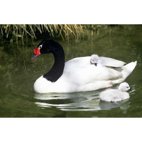 Black-necked swan adult and cygnets in water Gold Ornate Wood Framed Art Print with Double Matting by Welling, Dave