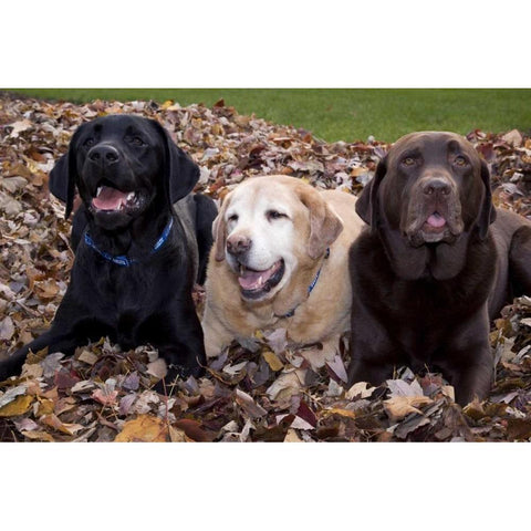 Labrador retriever dogs in a pile of leaves PR Black Modern Wood Framed Art Print by Kaveney, Wendy