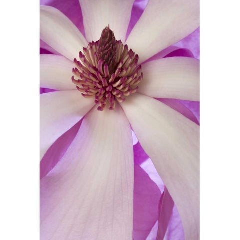 Close-up of tulip magnolia in springtime Black Modern Wood Framed Art Print by Paulson, Don