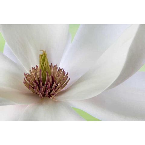 Detail of magnolia flower Black Modern Wood Framed Art Print by Paulson, Don