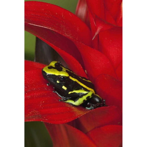 Amazon Basin Three-stripe dart frog Black Modern Wood Framed Art Print with Double Matting by Flaherty, Dennis