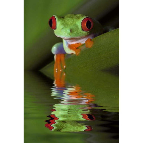 Reflection of red-eyed tree frog in water White Modern Wood Framed Art Print by Flaherty, Dennis