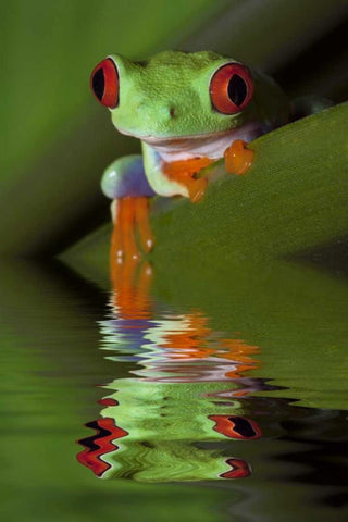 Reflection of red-eyed tree frog in water White Modern Wood Framed Art Print with Double Matting by Flaherty, Dennis