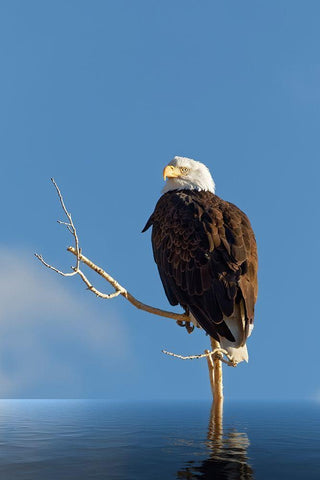 Composite of bald eagle on branch protruding from water Black Ornate Wood Framed Art Print with Double Matting by Jaynes Gallery