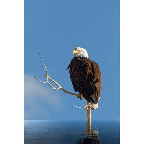 Composite of bald eagle on branch protruding from water Gold Ornate Wood Framed Art Print with Double Matting by Jaynes Gallery