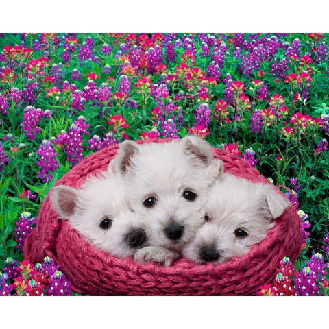 West highland white terrier puppies in basket Black Modern Wood Framed Art Print by Jaynes Gallery