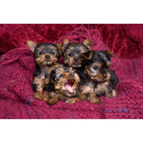 Close-up of Yorkshire terrier puppies on blanket Black Modern Wood Framed Art Print by Jaynes Gallery