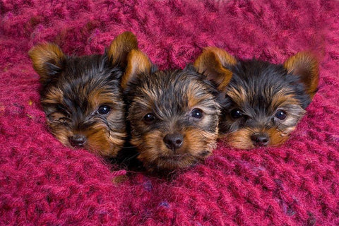 Close-up of Yorkshire terrier puppies on blanket White Modern Wood Framed Art Print with Double Matting by Jaynes Gallery