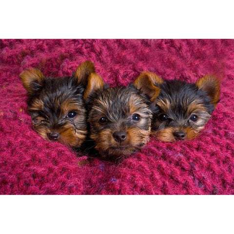 Close-up of Yorkshire terrier puppies on blanket Black Modern Wood Framed Art Print by Jaynes Gallery