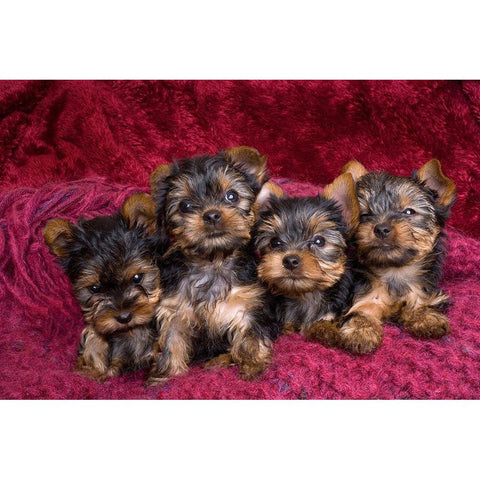 Close-up of Yorkshire terrier puppies on blanket Black Modern Wood Framed Art Print by Jaynes Gallery