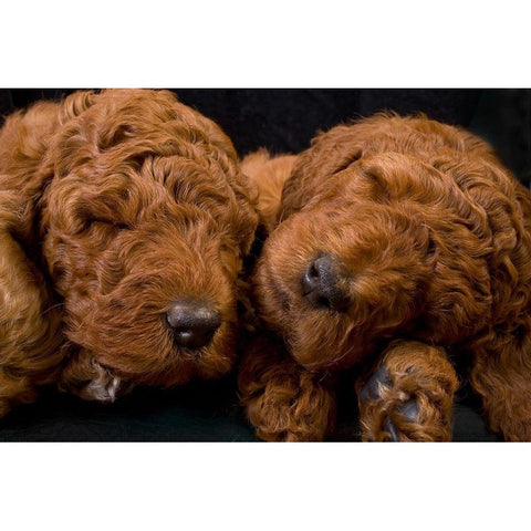 Standard poodle puppies sleeping Black Modern Wood Framed Art Print by Jaynes Gallery