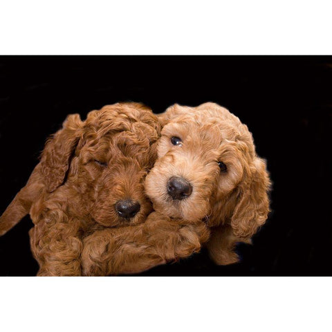 Standard poodle puppies close-up Black Modern Wood Framed Art Print by Jaynes Gallery