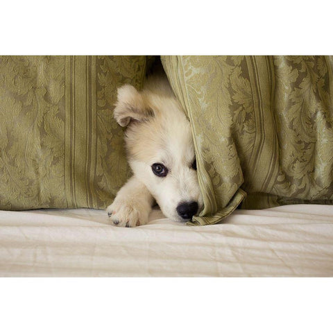 Great Pyrenees puppy hiding behind fabric Black Modern Wood Framed Art Print by Jaynes Gallery