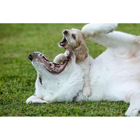 Cocker spaniel puppy and great Pyrenees dogs playing Black Modern Wood Framed Art Print by Jaynes Gallery