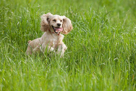 Cocker spaniel running in tall grass White Modern Wood Framed Art Print with Double Matting by Jaynes Gallery
