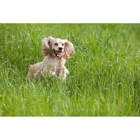 Cocker spaniel running in tall grass White Modern Wood Framed Art Print by Jaynes Gallery