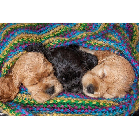 Cocker spaniel puppies sleeping in blanket Black Modern Wood Framed Art Print by Jaynes Gallery