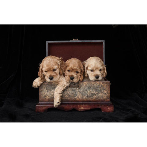 Cocker spaniel puppies in box Black Modern Wood Framed Art Print by Jaynes Gallery