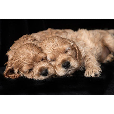 Cocker spaniel puppies sleeping Black Modern Wood Framed Art Print by Jaynes Gallery