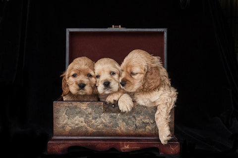 Cocker spaniel puppies in box White Modern Wood Framed Art Print with Double Matting by Jaynes Gallery