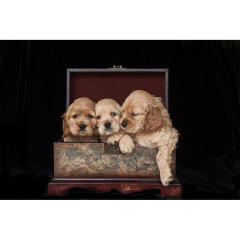 Cocker spaniel puppies in box Black Modern Wood Framed Art Print by Jaynes Gallery