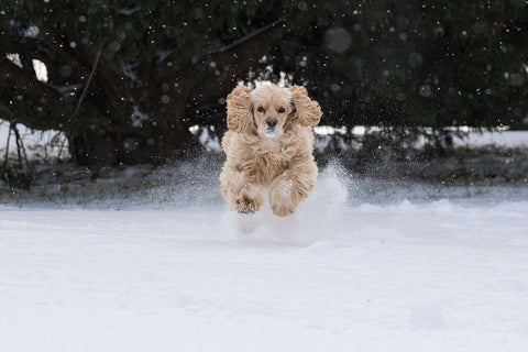 Cocker spaniel running in snow White Modern Wood Framed Art Print with Double Matting by Jaynes Gallery