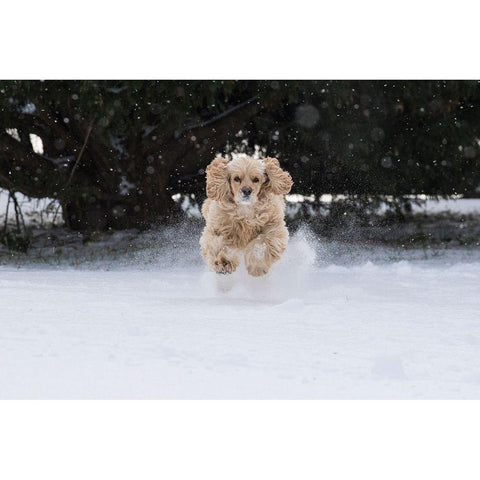 Cocker spaniel running in snow Black Modern Wood Framed Art Print by Jaynes Gallery