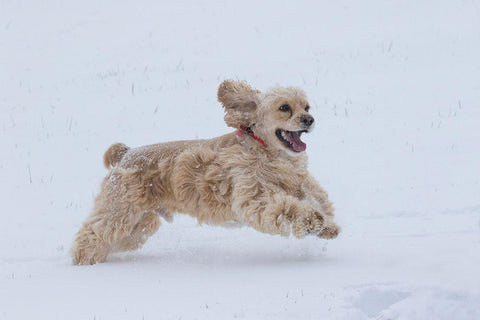 Cocker spaniel running in snow White Modern Wood Framed Art Print with Double Matting by Jaynes Gallery