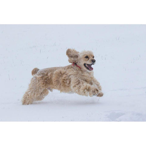 Cocker spaniel running in snow Black Modern Wood Framed Art Print by Jaynes Gallery