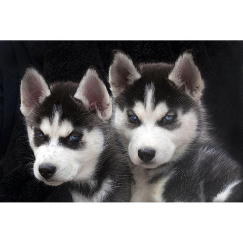 Siberian husky puppies close-up Black Modern Wood Framed Art Print by Jaynes Gallery