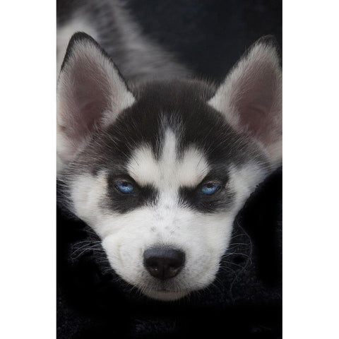 Siberian husky puppy close-up Black Modern Wood Framed Art Print by Jaynes Gallery