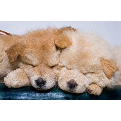 Close-up of two chow puppies sleeping Black Modern Wood Framed Art Print by Jaynes Gallery