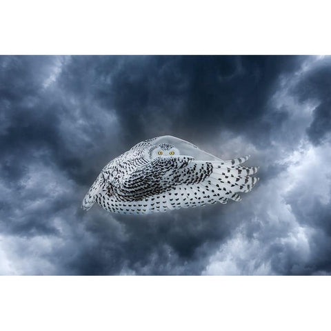 Canada-Composite of female snowy owl in flight White Modern Wood Framed Art Print by Jaynes Gallery