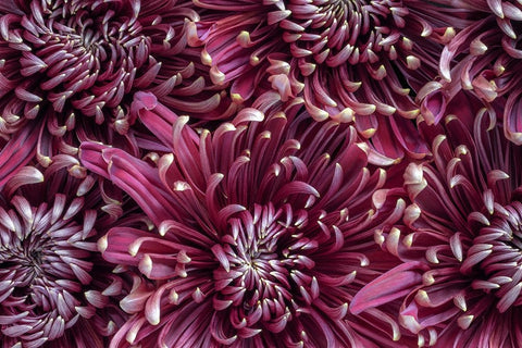 Chrysanthemums (mums). Black Ornate Wood Framed Art Print with Double Matting by Jaynes Gallery