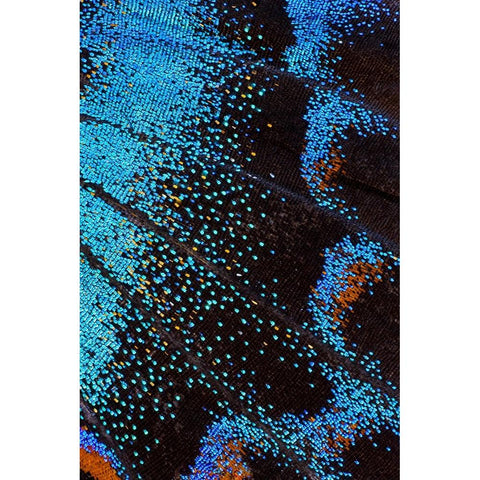 Red-spotted purple butterfly-Limenitis arthemis Black Modern Wood Framed Art Print with Double Matting by Gulin, Darrell
