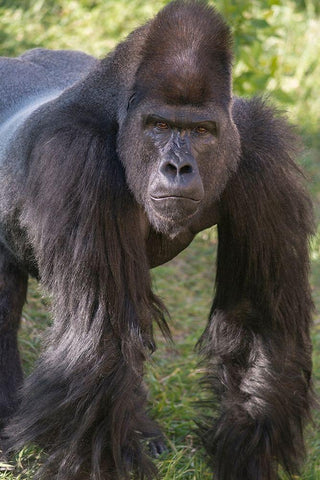 Portrait of Critically Endangered Western Lowland Gorilla White Modern Wood Framed Art Print with Double Matting by Garber, Howie