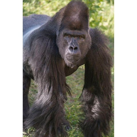 Portrait of Critically Endangered Western Lowland Gorilla Black Modern Wood Framed Art Print by Garber, Howie