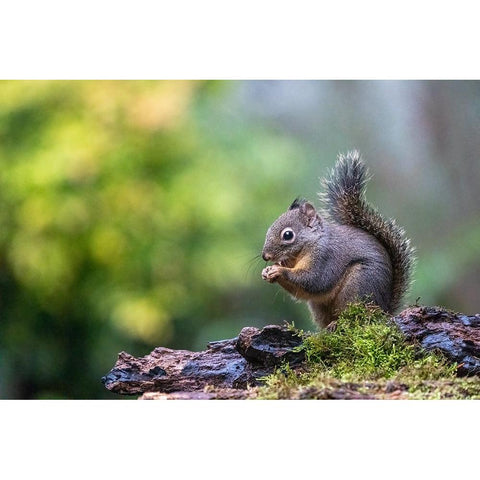 Douglas Squirrel standing on a log eating a nut Black Modern Wood Framed Art Print by Horton, Janet